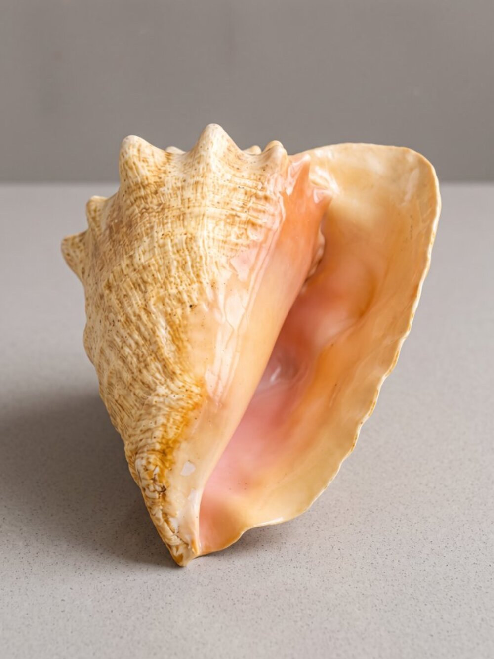 Large Natural Conch Shell Coastal Beach House Decor 8"